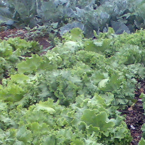 veg